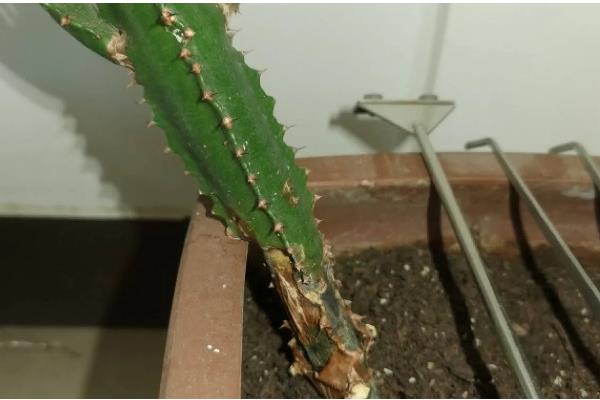 龙骨烂根如何处理，剪除烂根并换土重栽