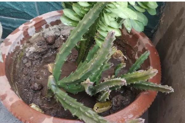 龙骨烂根如何处理，剪除烂根并换土重栽