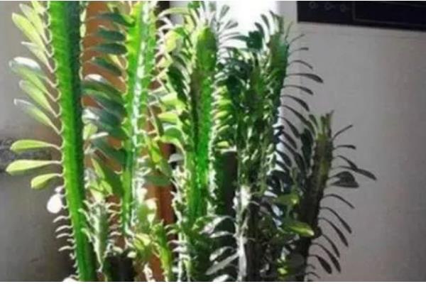 龙骨烂根如何处理，剪除烂根并换土重栽