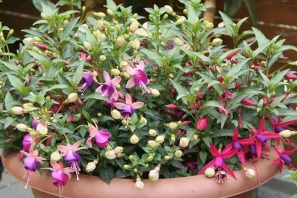 倒挂金钟怕不怕雨水，怕雨水但要保持土壤湿润