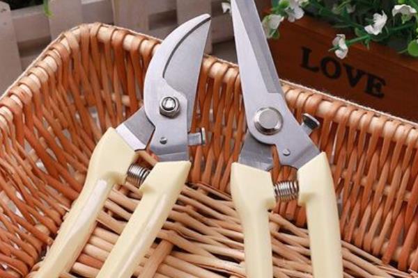 倒挂金钟怕不怕雨水，怕雨水但要保持土壤湿润