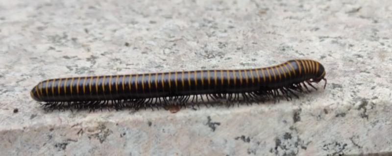 马陆和蜈蚣有什么区别,马陆较为圆润,而蜈蚣较为扁平