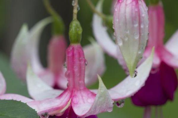 倒挂金钟怕不怕雨水，怕雨水但要保持土壤湿润