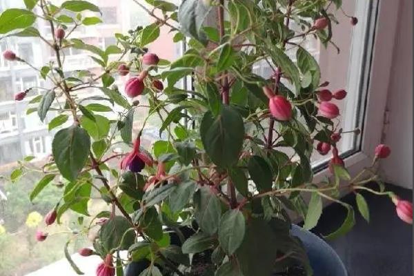 倒挂金钟怕不怕雨水，怕雨水但要保持土壤湿润