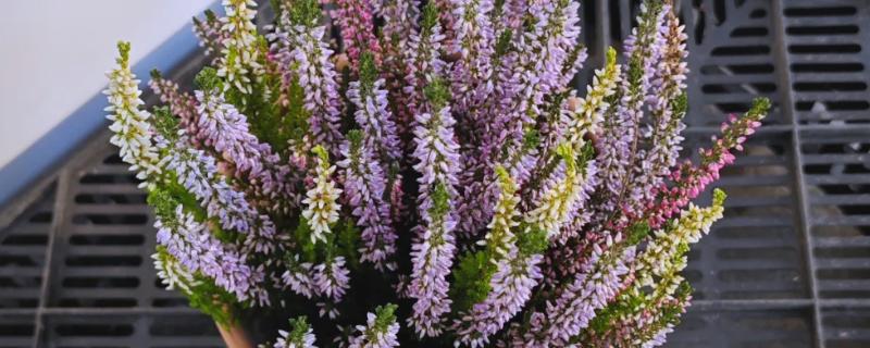 为什么欧石楠的花语会是背叛,是因为小说情节