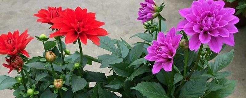 大丽花叶片萎蔫如何处理,遇到强光要为它遮阴或搬入室内养护