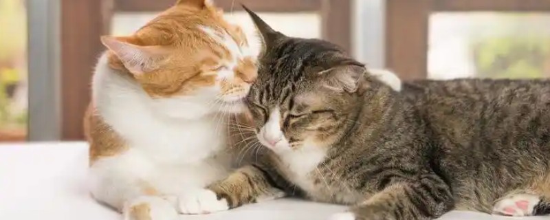 猫咪不埋屎是什么原因，可能是沙盆太脏所致