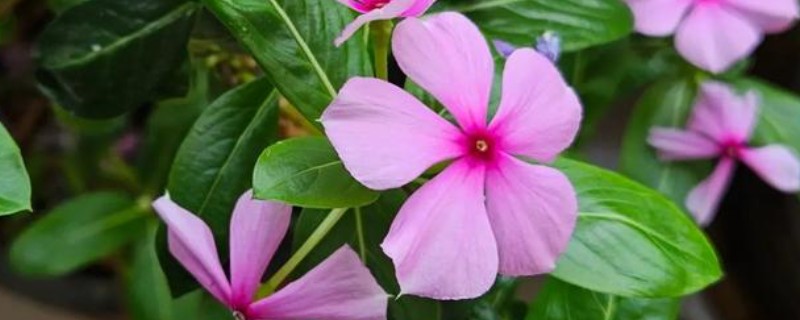 长春花叶片卷缩萎蔫怎么解决，缺少水分需要浸湿土壤