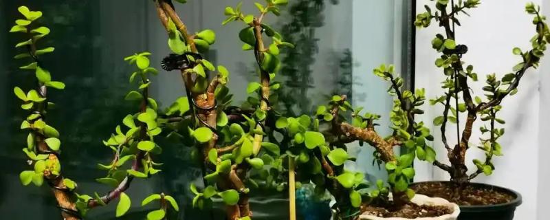 金枝玉叶盆栽的修剪方法，春季进行大幅修剪