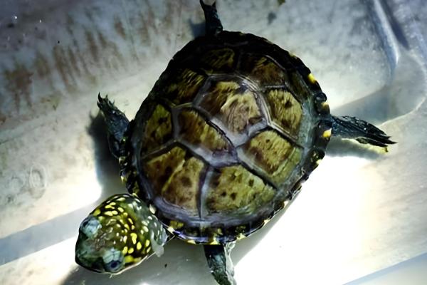 头盔龟原产于哪里,原产地是北美洲