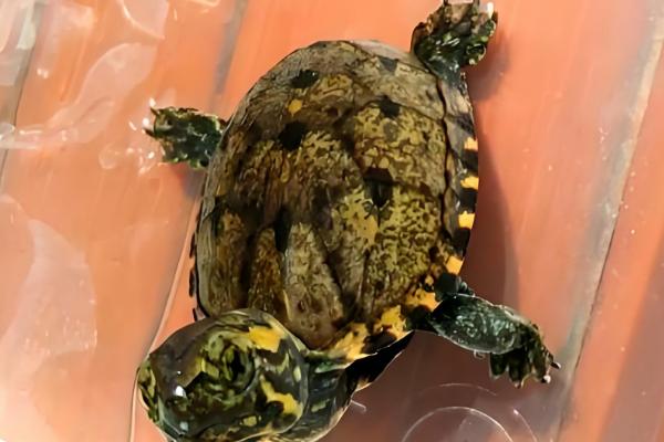 头盔龟原产于哪里,原产地是北美洲