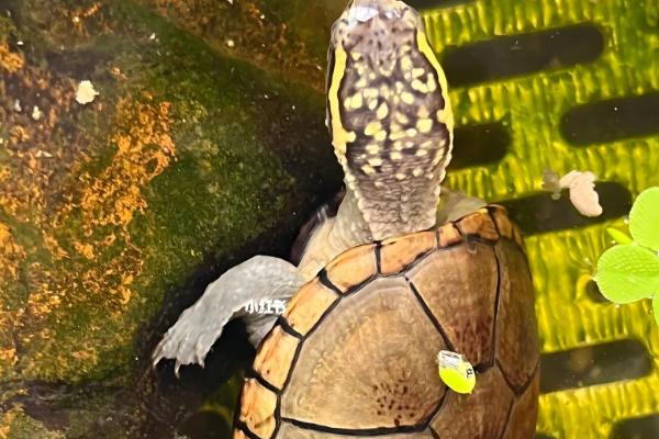 头盔龟原产于哪里,原产地是北美洲