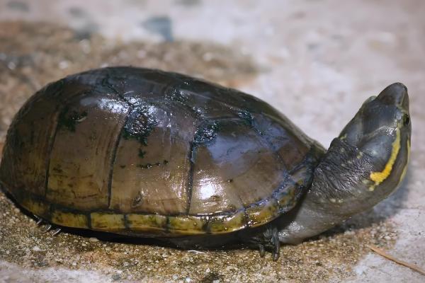 头盔龟原产于哪里,原产地是北美洲