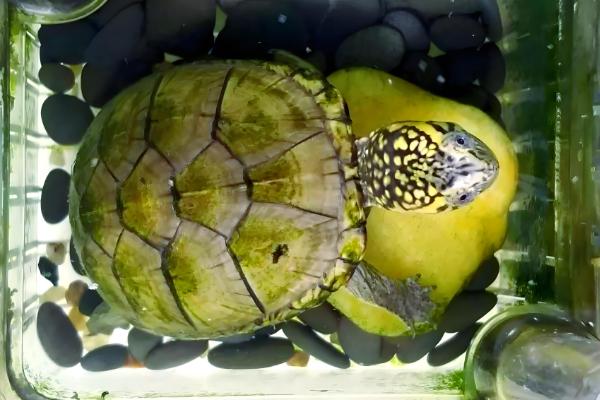 头盔龟原产于哪里,原产地是北美洲