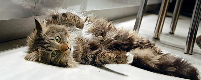 猫发烧和猫瘟的区别，表现出来的症状不同