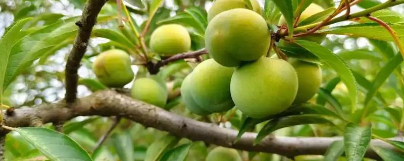 李子和杏子有什么区别,科属和形状不同