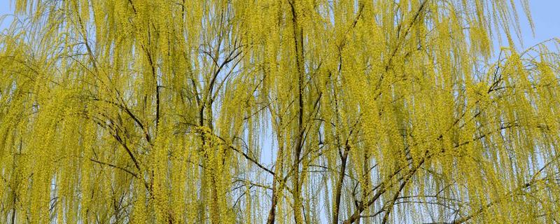 柳树的作用，可以净化空气及美化环境