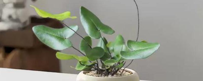 盆栽的小植物烂叶子的解决措施，需及时剪除烂叶