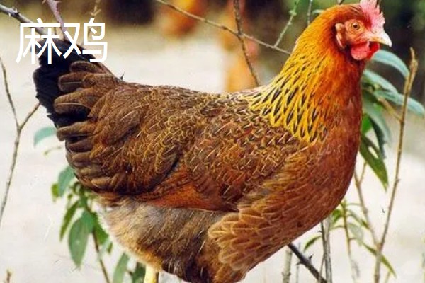 麻鸡与普通鸡的区别，体型外观、市场价格等方面都不同