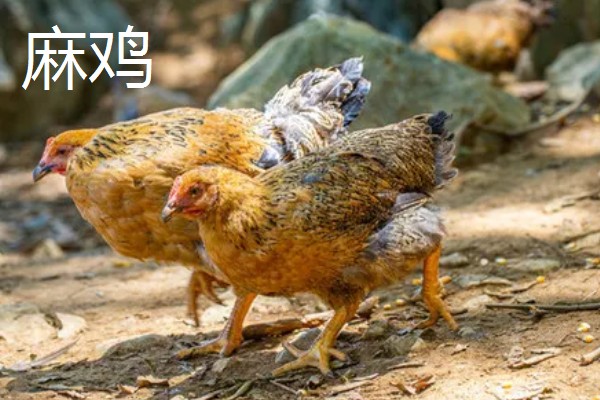 麻鸡与普通鸡的区别，体型外观、市场价格等方面都不同