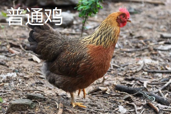 麻鸡与普通鸡的区别，体型外观、市场价格等方面都不同