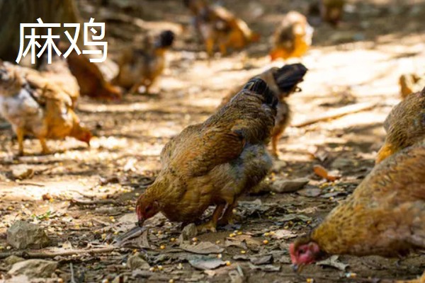 麻鸡与普通鸡的区别，体型外观、市场价格等方面都不同