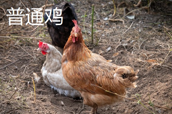 麻鸡与普通鸡的区别，体型外观、市场价格等方面都不同