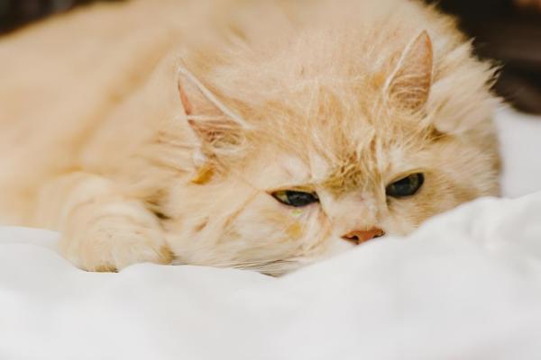 猫感冒的症状,常表现为打喷嚏和流鼻涕等