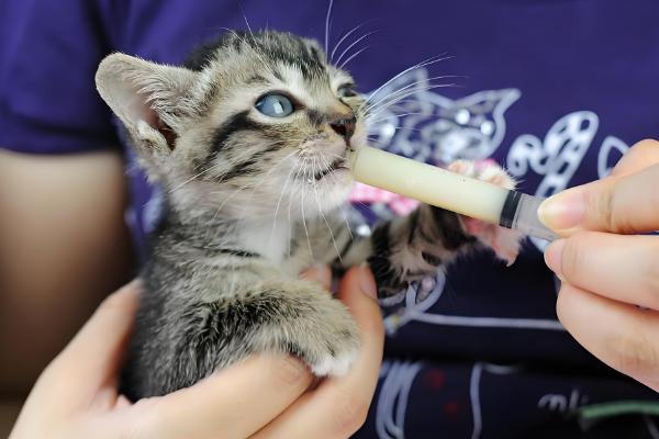 猫感冒的症状,常表现为打喷嚏和流鼻涕等