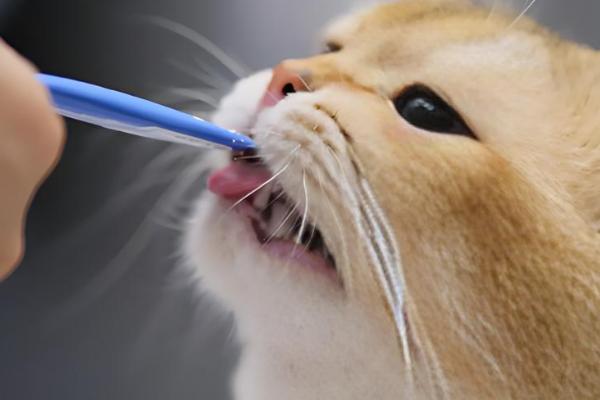 猫感冒的症状,常表现为打喷嚏和流鼻涕等