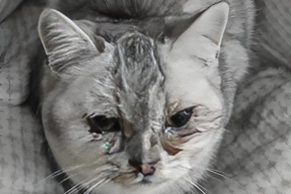 猫感冒的症状,常表现为打喷嚏和流鼻涕等