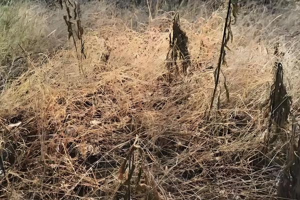 敌草快和草甘膦有什么区别,药物性质、防治对象等方面都不同