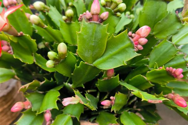 蟹爪兰病虫害防治方法,剪除病叶并喷施多菌灵