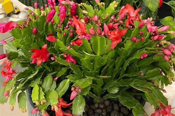 蟹爪兰病虫害防治方法,剪除病叶并喷施多菌灵