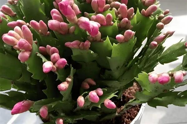 蟹爪兰病虫害防治方法,剪除病叶并喷施多菌灵