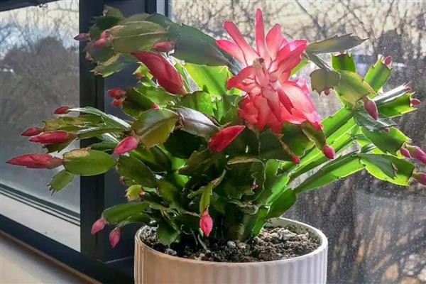 蟹爪兰病虫害防治方法,剪除病叶并喷施多菌灵