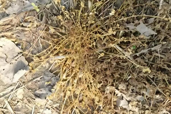 敌草快和草甘膦有什么区别,药物性质、防治对象等方面都不同