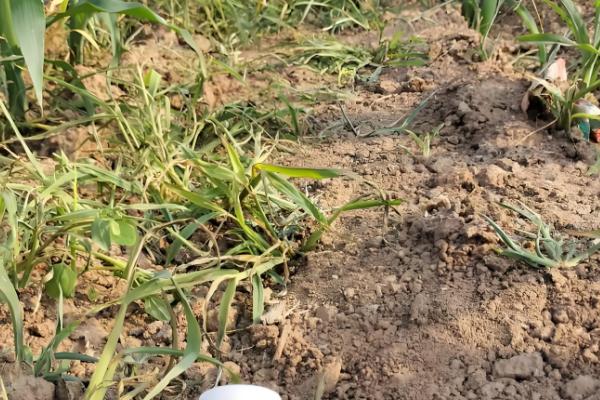 敌草快和草甘膦有什么区别,药物性质、防治对象等方面都不同