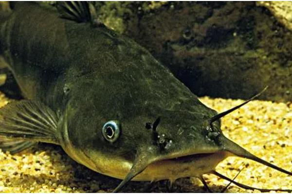 5厘米鲶鱼苗一年可以长多大,1年可以长1-4斤