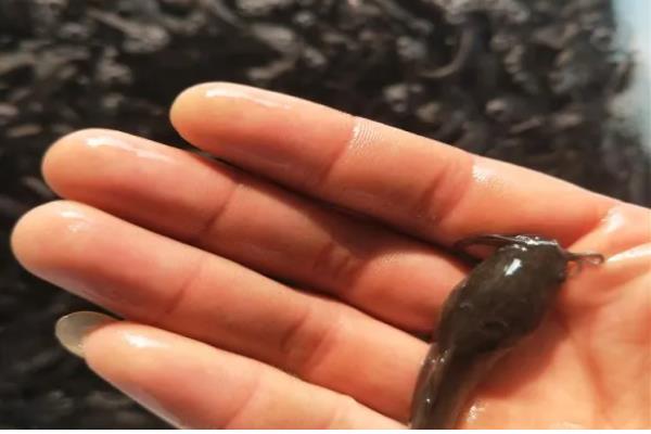 5厘米鲶鱼苗一年可以长多大,1年可以长1-4斤