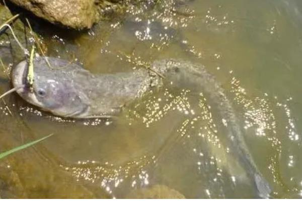 5厘米鲶鱼苗一年可以长多大,1年可以长1-4斤