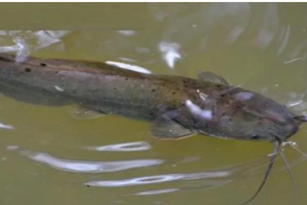 5厘米鲶鱼苗一年可以长多大,1年可以长1-4斤