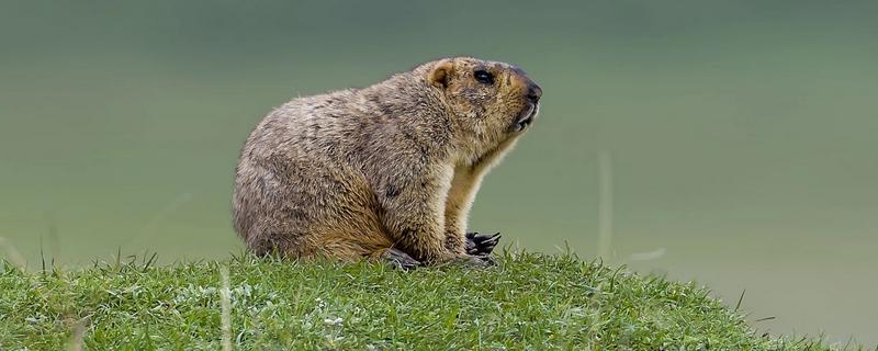 旱獭是不是夜行动物，旱獭不是夜行动物