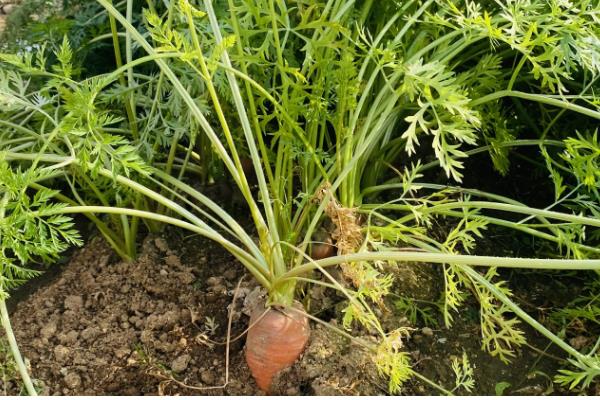 胡萝卜秧能不能喂羊，要晒干后才能饲喂