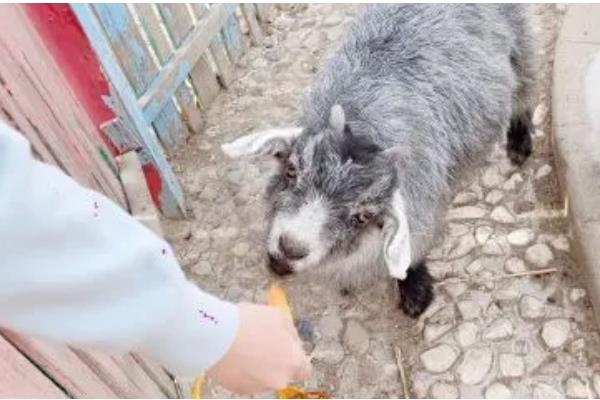 胡萝卜秧能不能喂羊，要晒干后才能饲喂