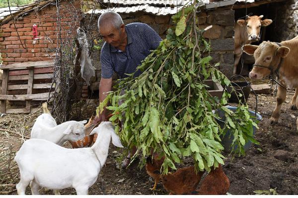 胡萝卜秧能不能喂羊，要晒干后才能饲喂