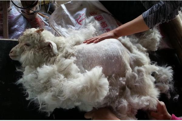 胡萝卜秧能不能喂羊，要晒干后才能饲喂