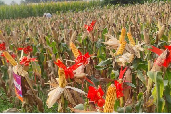 隆创310玉米种的特征特性，在不同玉米区的生育期有区别