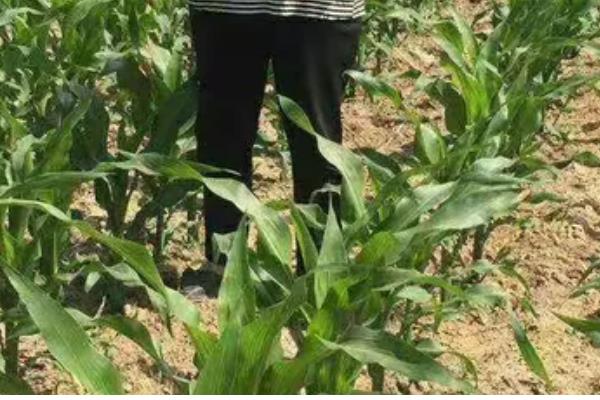 隆创310玉米种的特征特性，在不同玉米区的生育期有区别