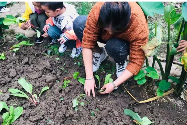 山药豆怎么种植，整个生长期浇水5-7次